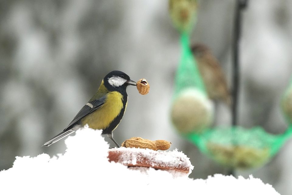 Top 8 Foods to Feed Birds During the Winter