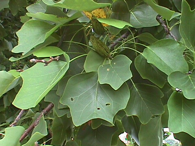 Identifying Yellow Poplar in North American Trees