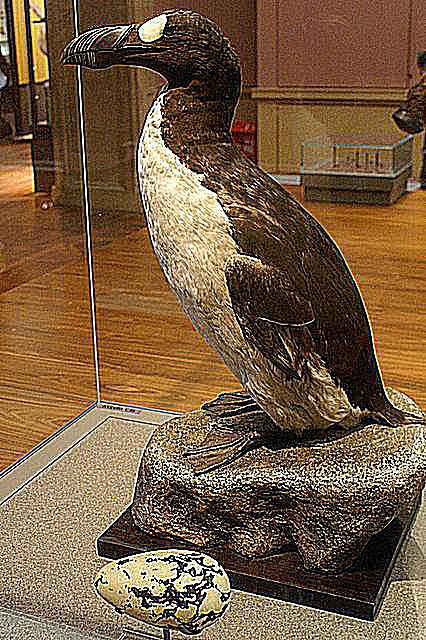 10 Facts About the Great Auk