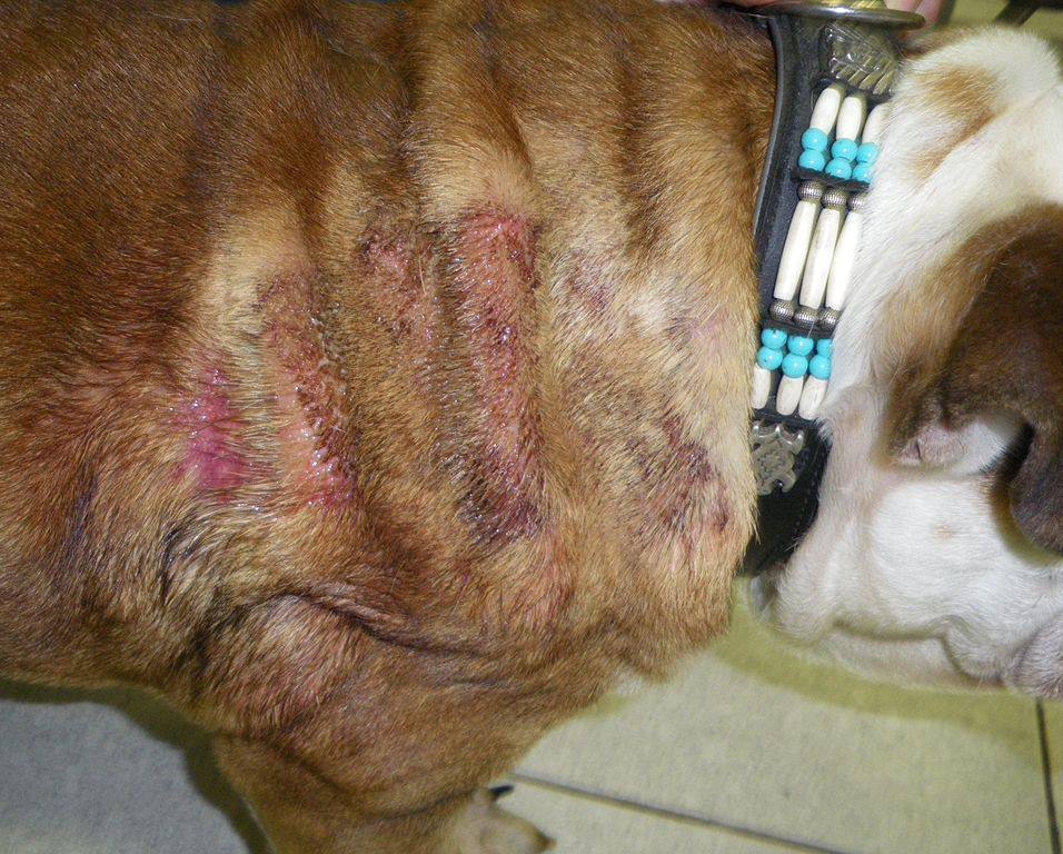 Dermatitis Dogs and Cats Yeast, Bacterial Infections