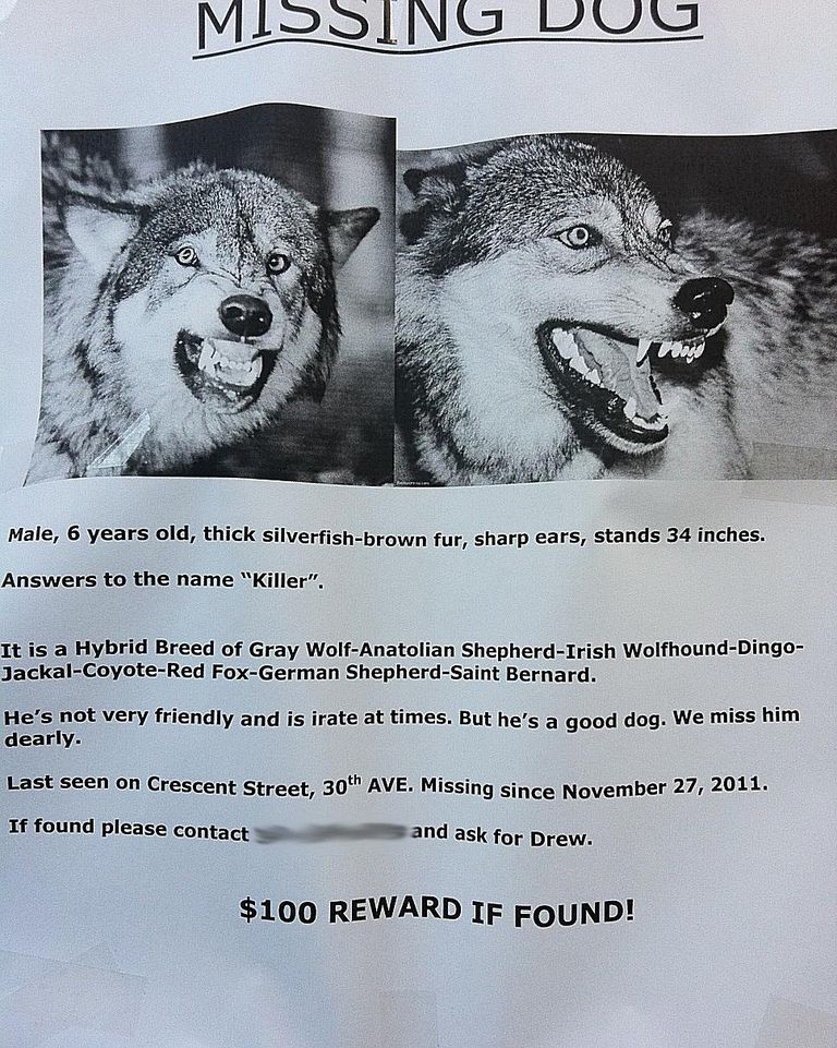 20 Funny Lost and Found Pet Posters