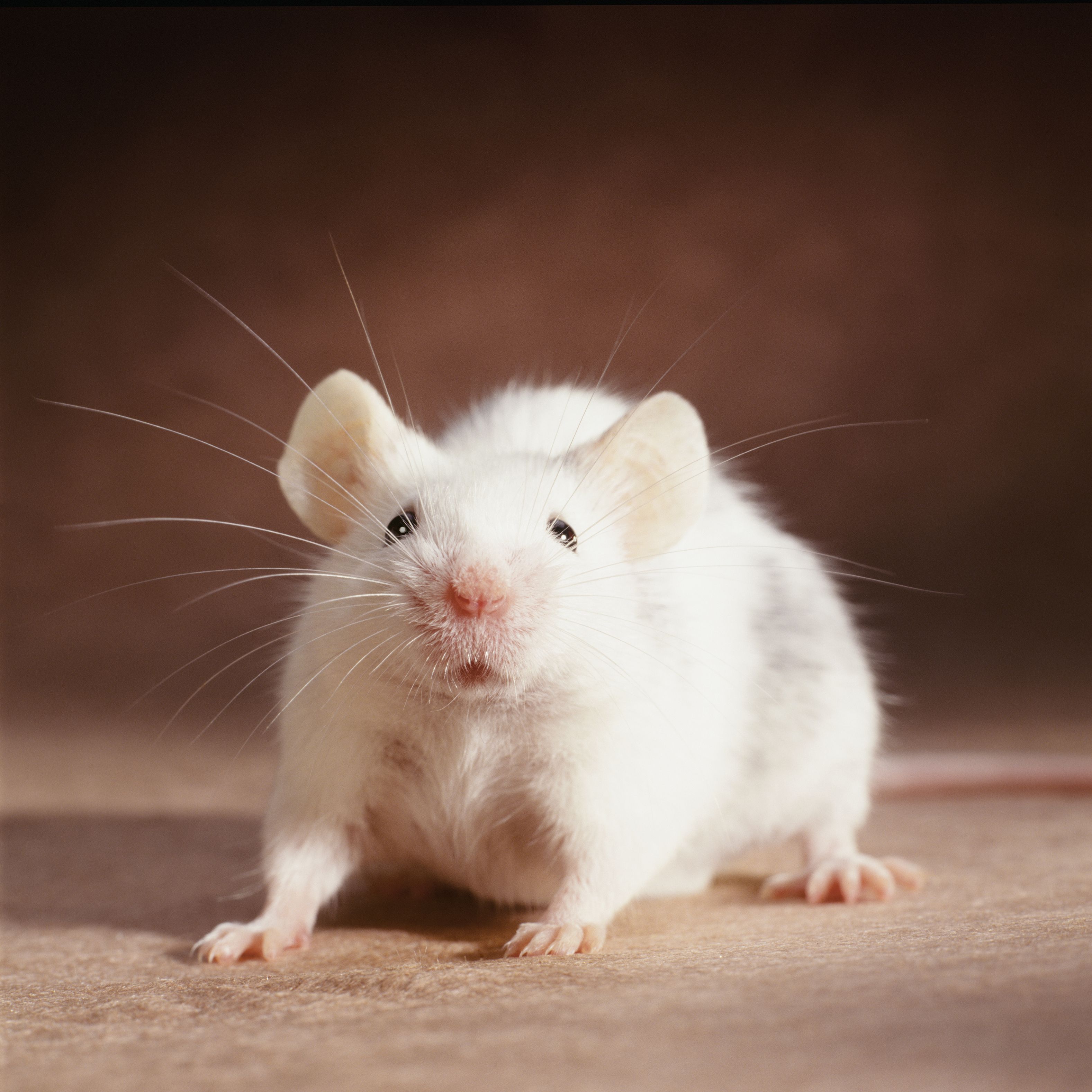 names-for-your-pet-rat