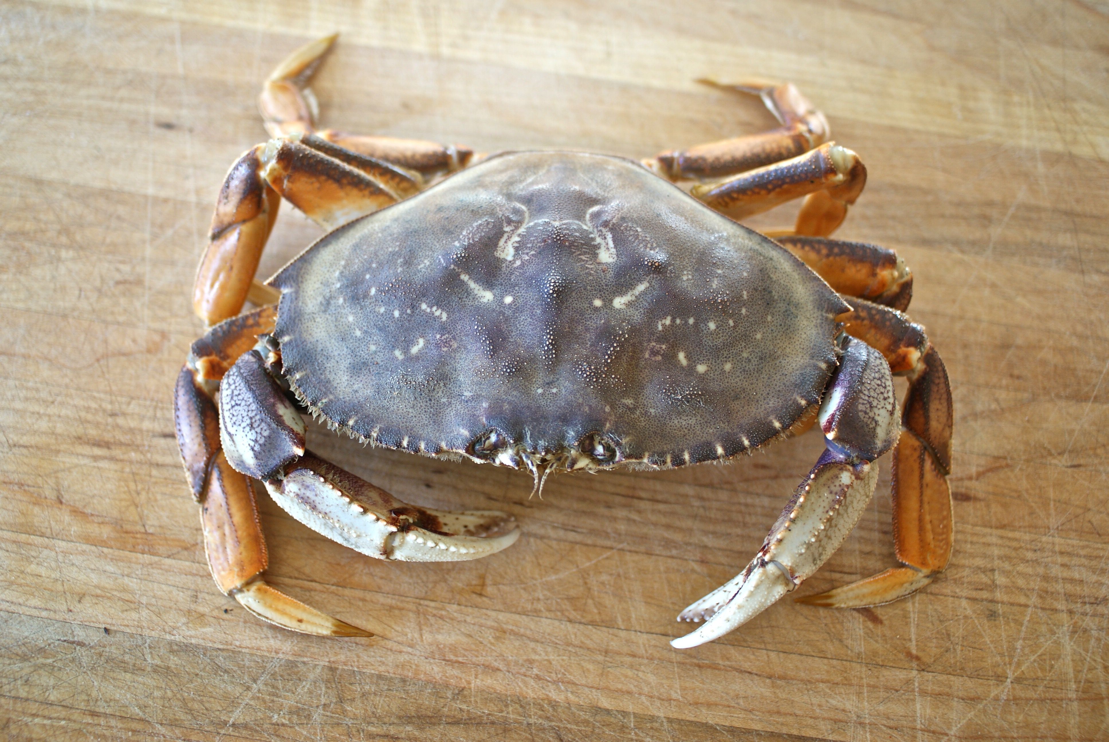 How to Clean Fresh Crabs: Start With Fresh and Lively Crabs