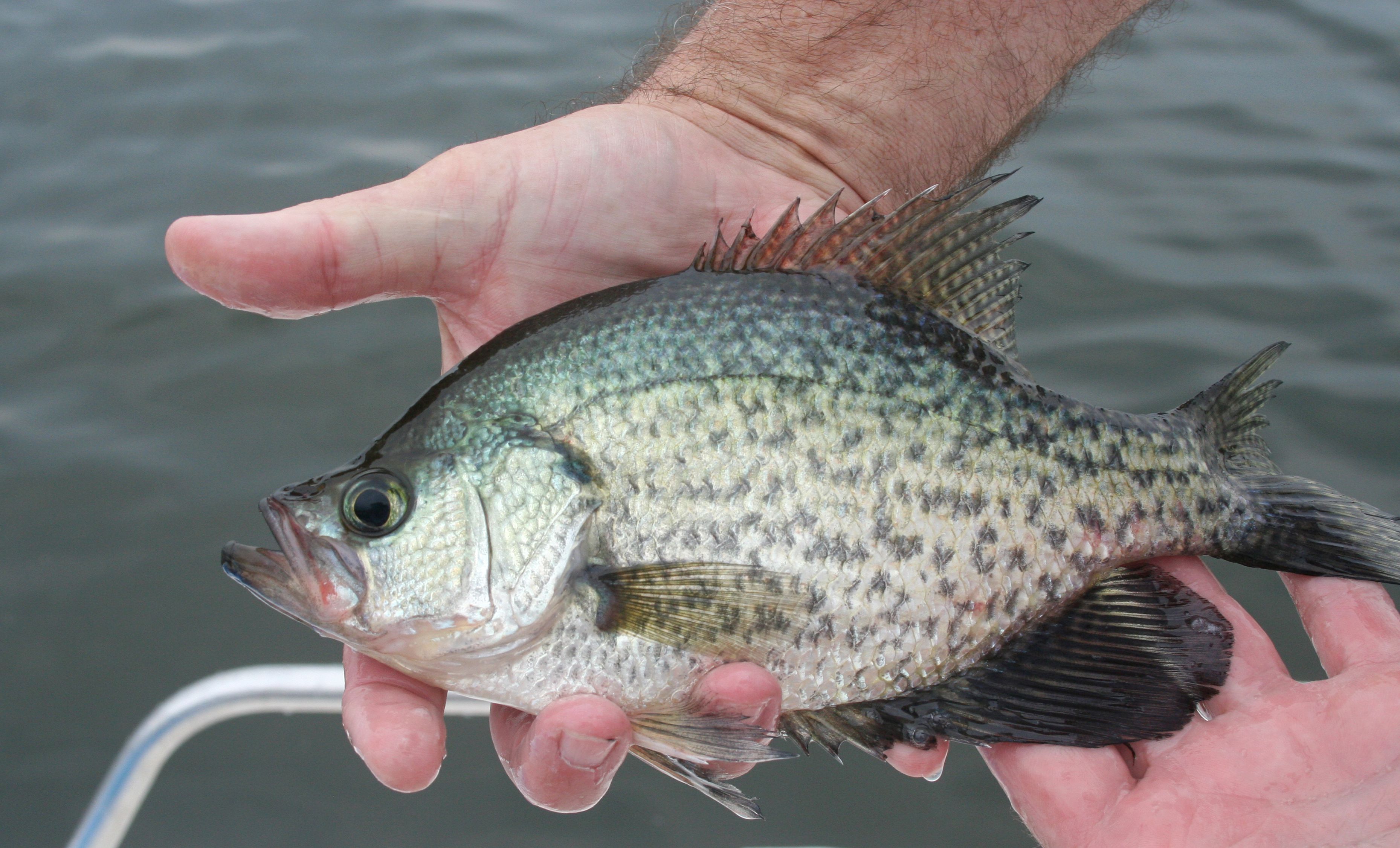 A Profile of the Crappie as a Freshwater Gamefish
