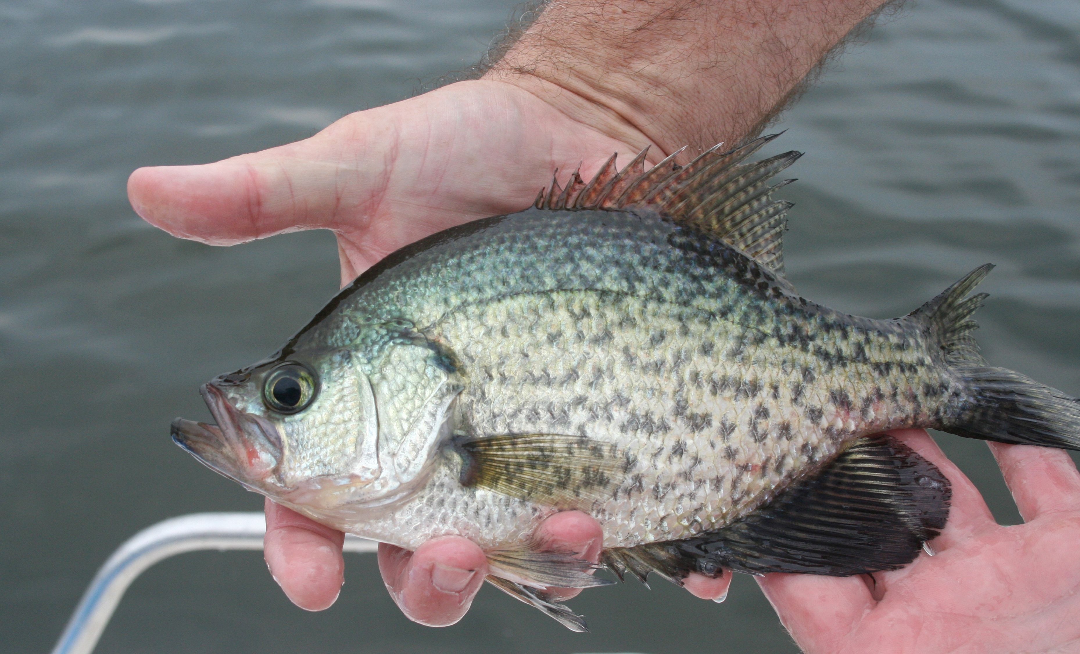 crappies