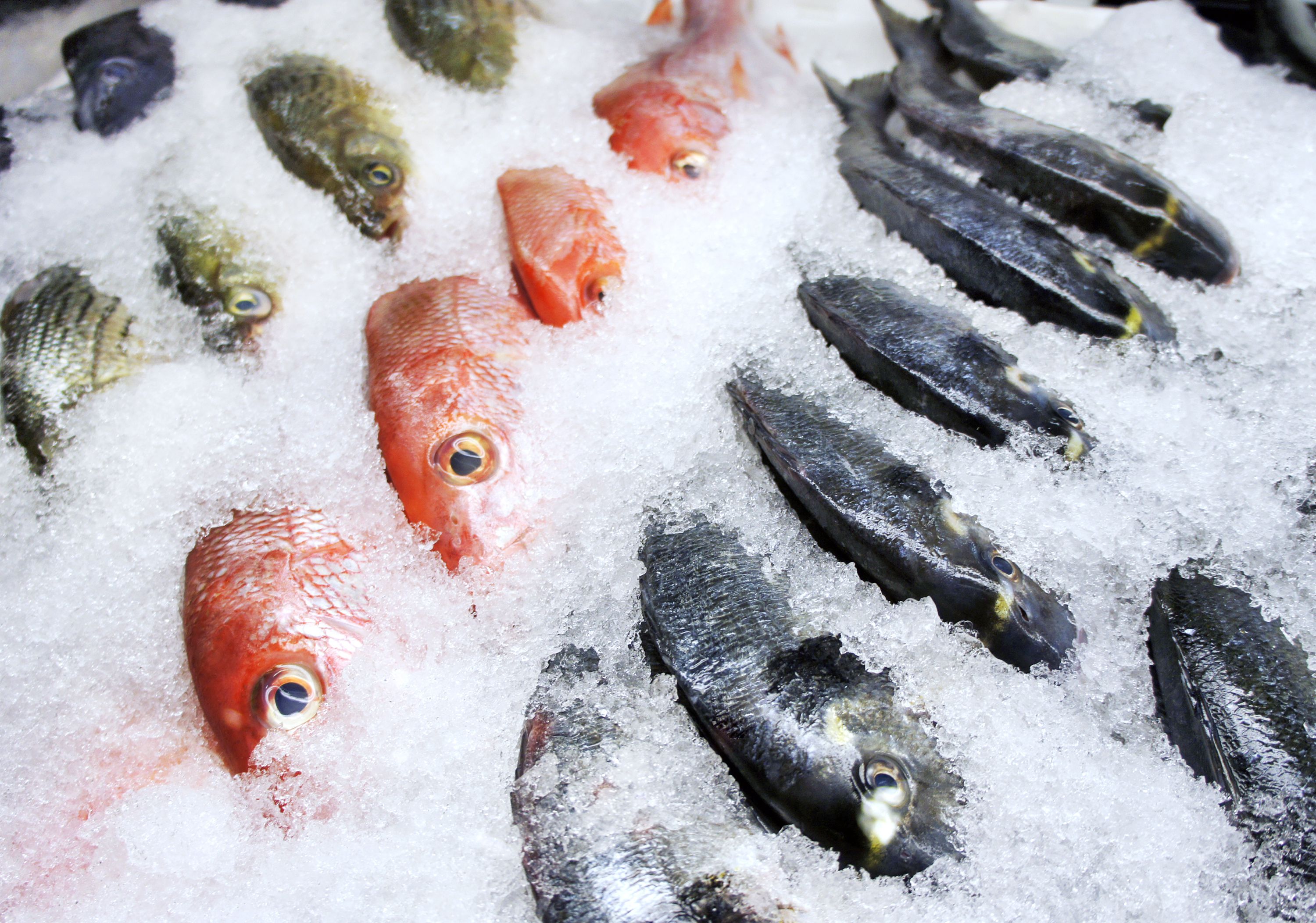 how-to-freeze-fish-tips-and-methods