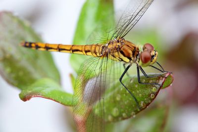 Dragonfly Life Cycle Introduction