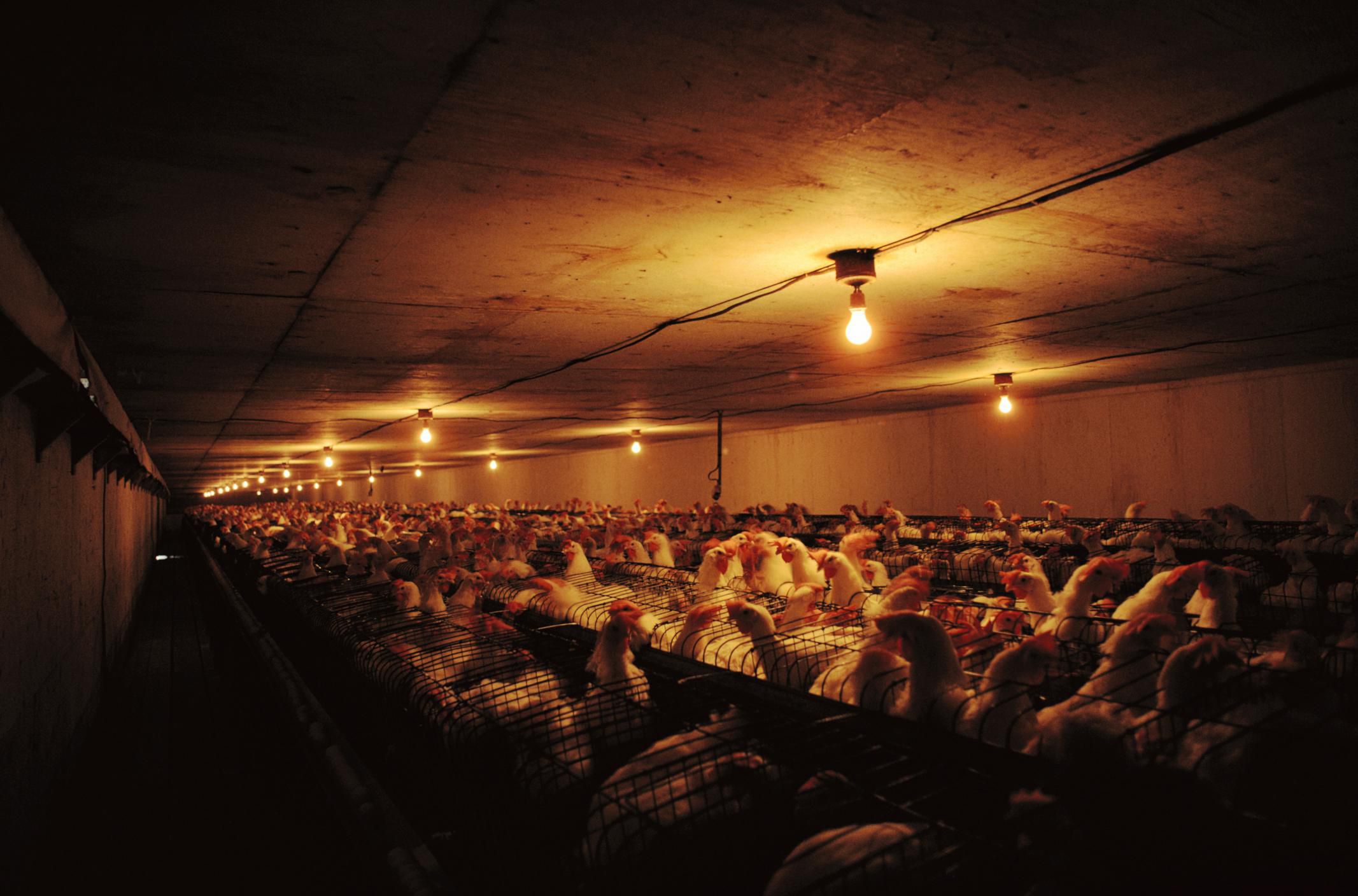 Supplemental Lighting in the Chicken Coop in Winter