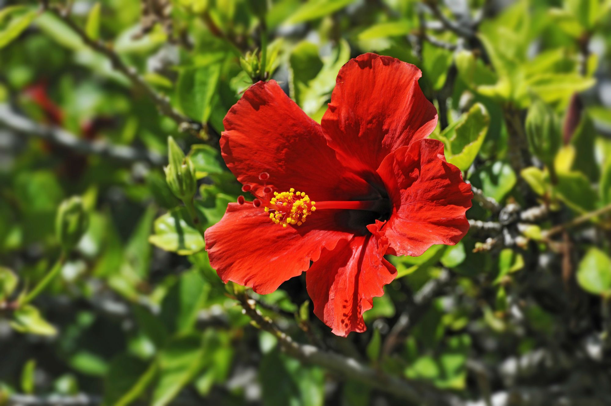 growing-the-rose-of-sharon-in-the-home-garden