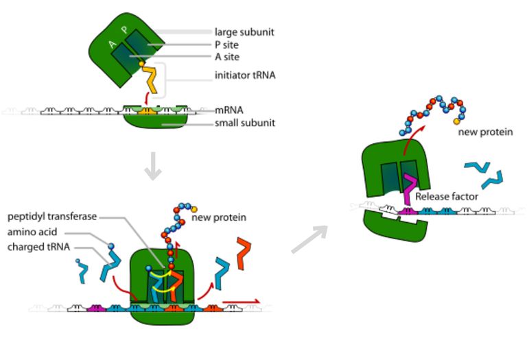 Translation: Making Protein Synthesis Possible