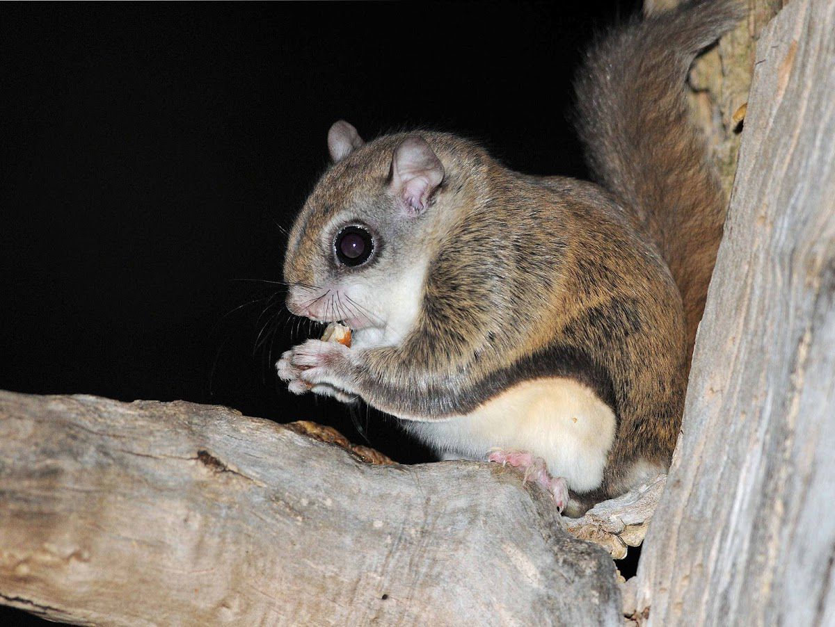 northern flying squirrel