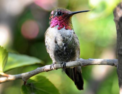 Overview of Hummingbird Predators