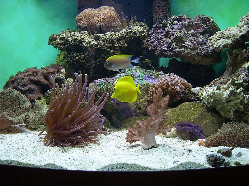 Why Put Live Rock In Saltwater Aquariums?