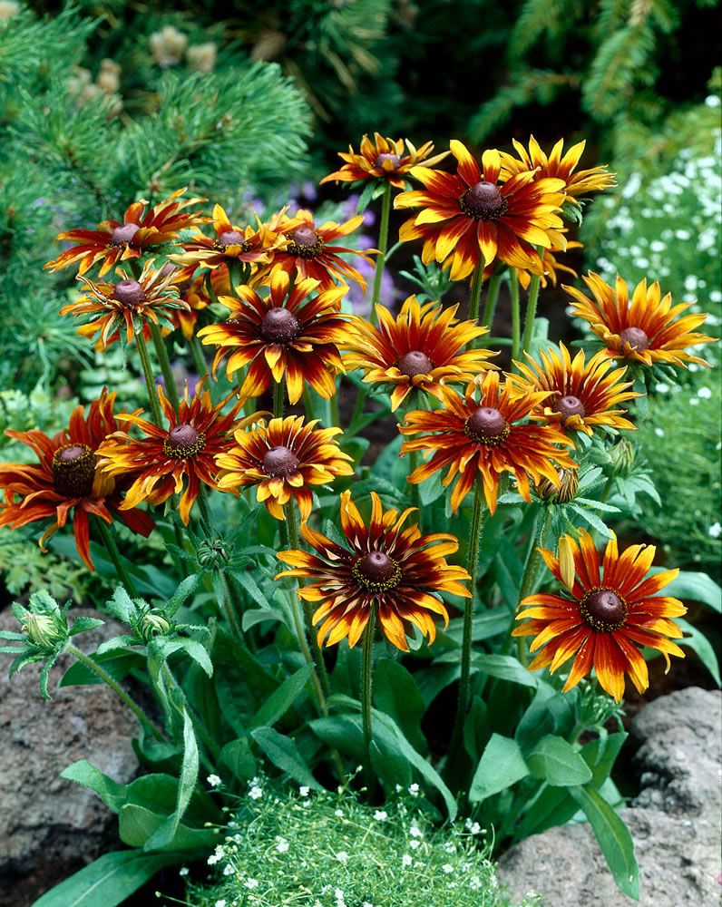 Rudbeckia Varieties - Black Eyed Susan Flowers