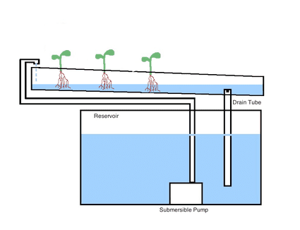 Hydroponic Gardens: The Lettuce Raft Method