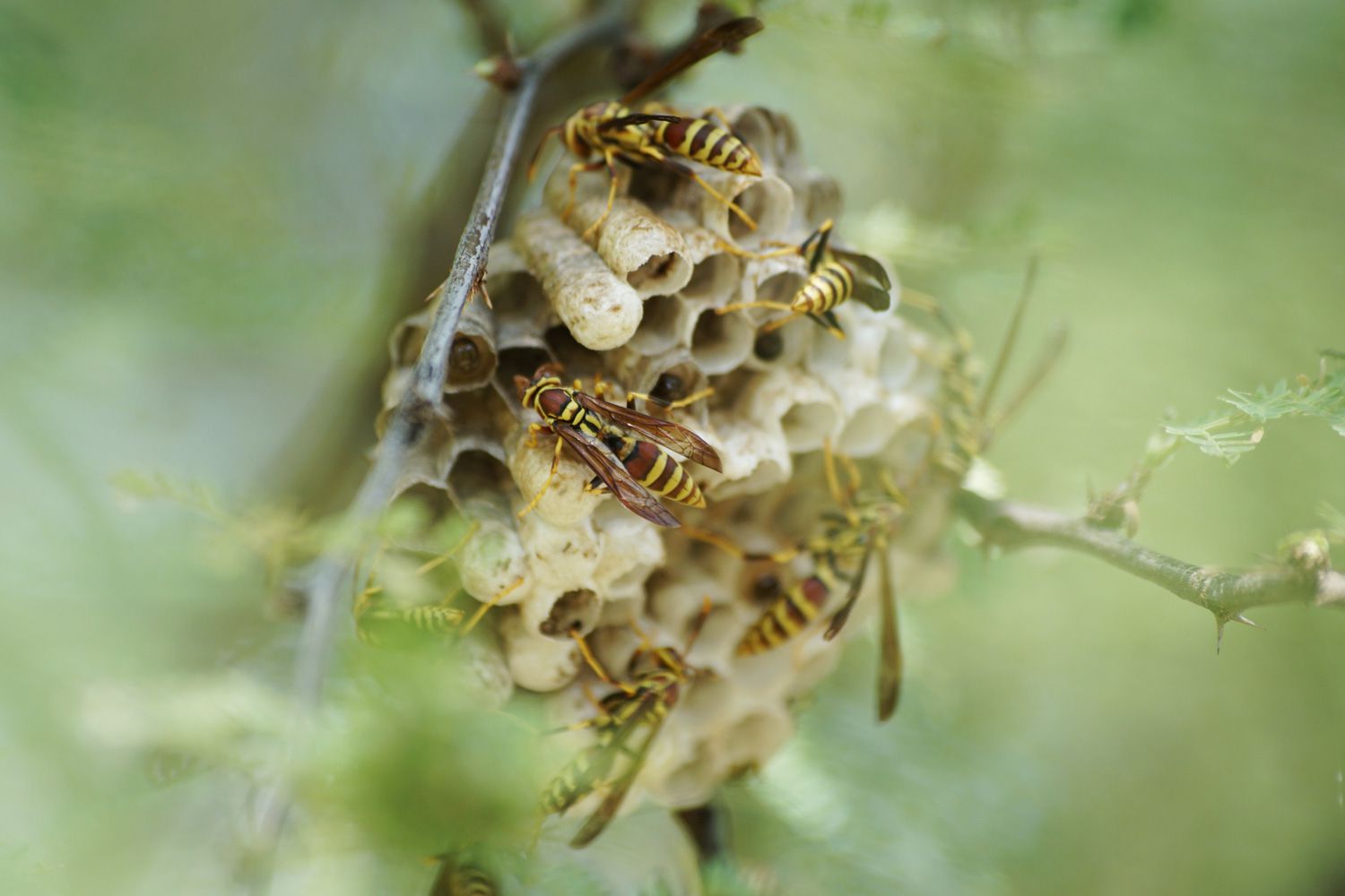 paper wasps control