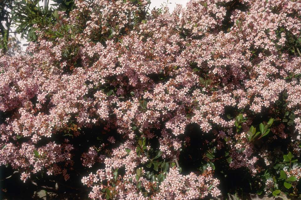 Growing Indian Hawthorn In The Home Garden