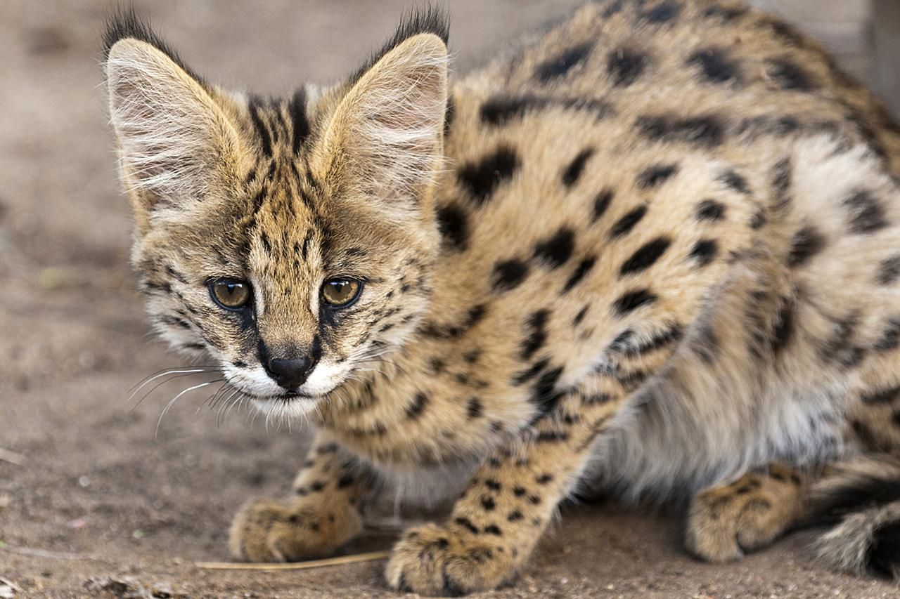 serval-cat-breed-profile