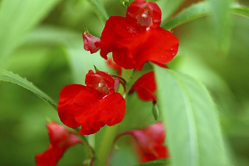 Balsam Touch Me Not Flowers For The Heirloom Garden