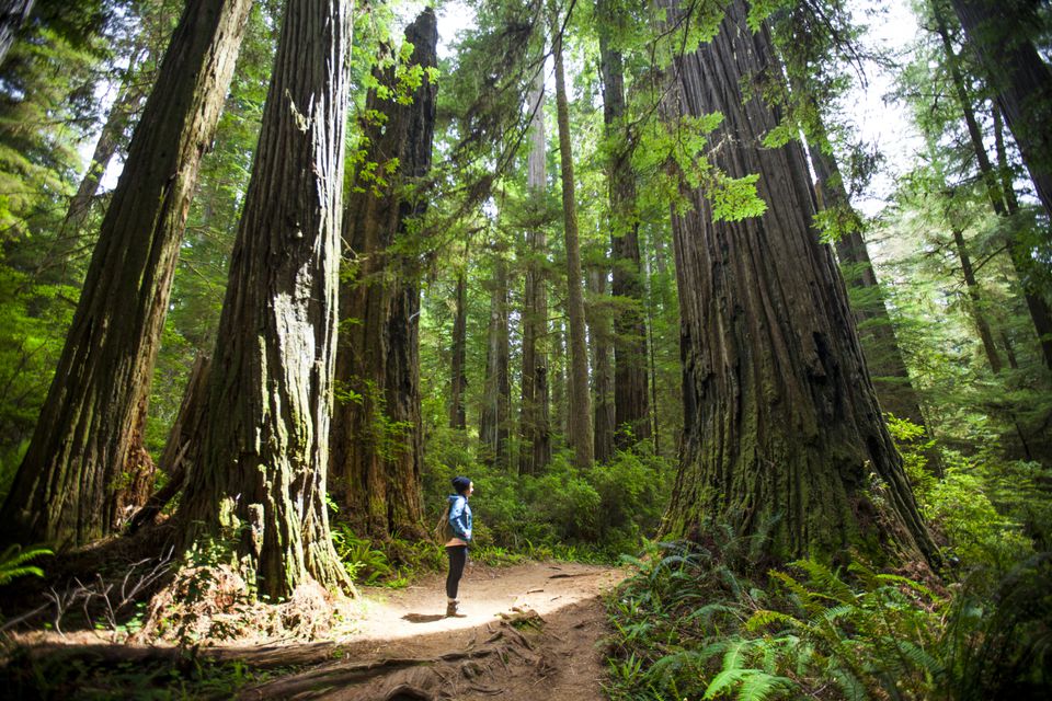 Californias Redwood National Park A Travel Guide