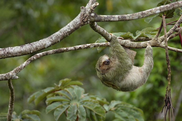 The Animals of the Amazon River Basin