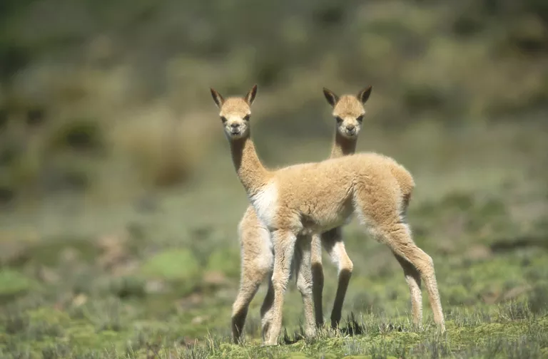 Bebé vicunas en Pampas Galeras