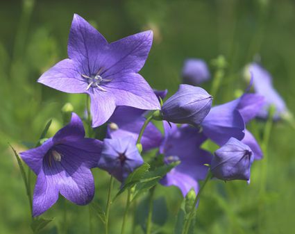 Coreopsis Planting and Growing Tips