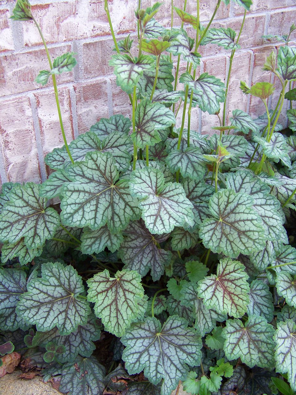 Heuchera Growing Guide