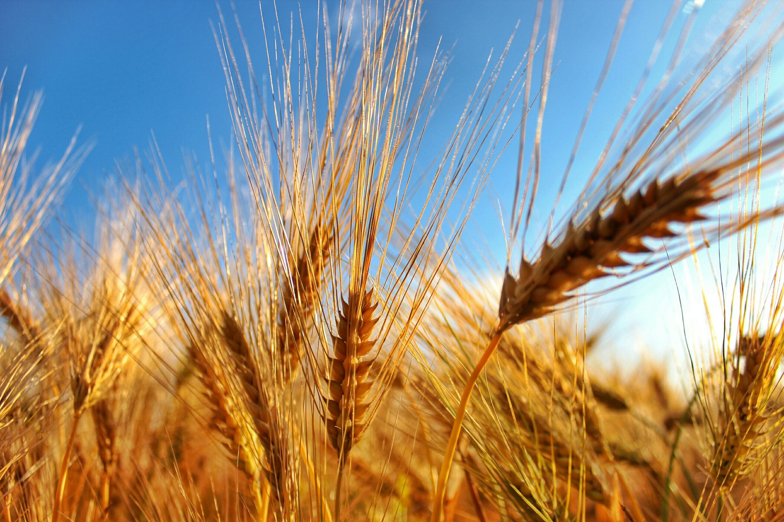 learn-about-grain-opportunities-for-the-futures-of-wheat