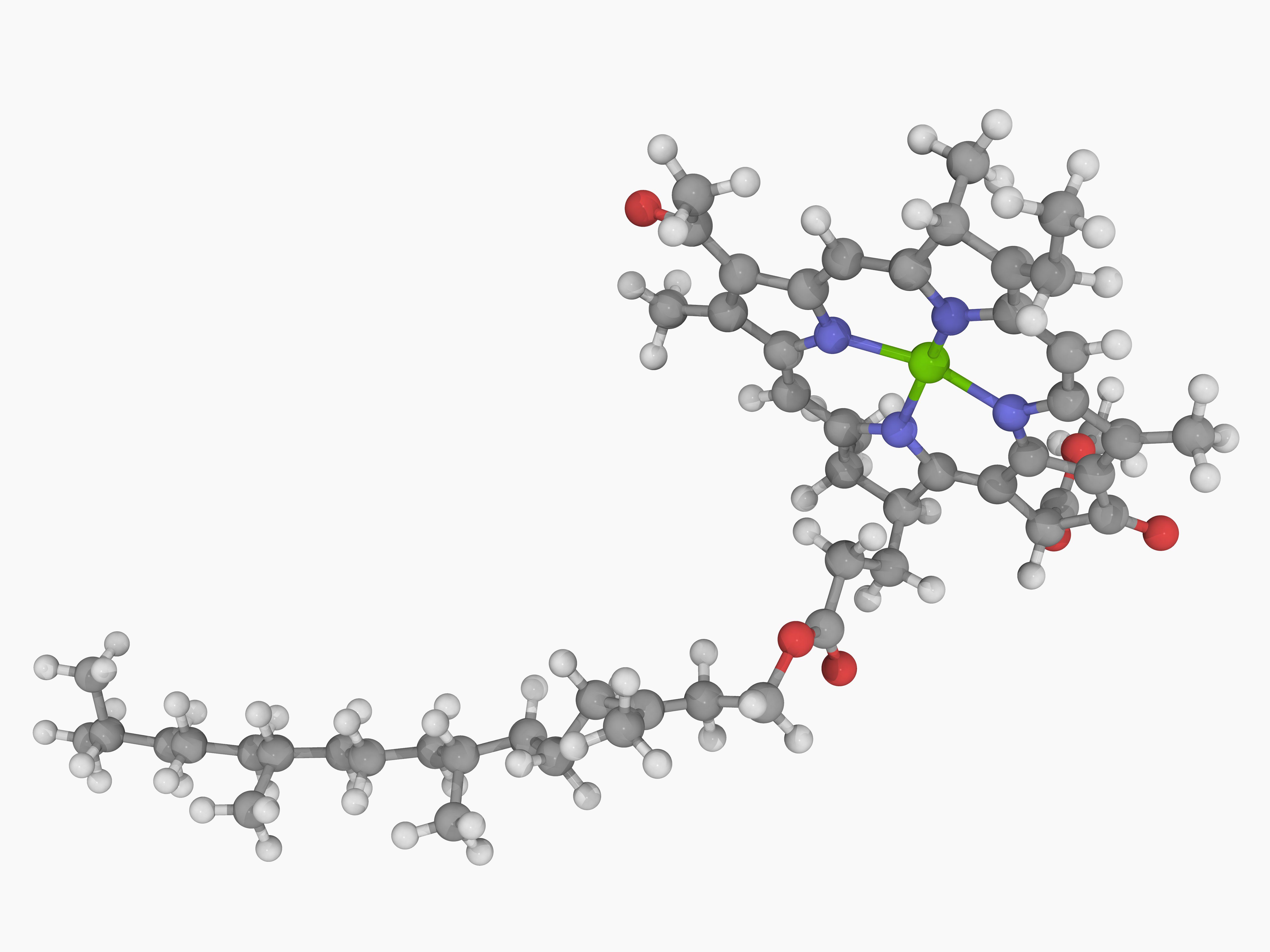 chlorophyll-definition-and-role-in-photosynthesis