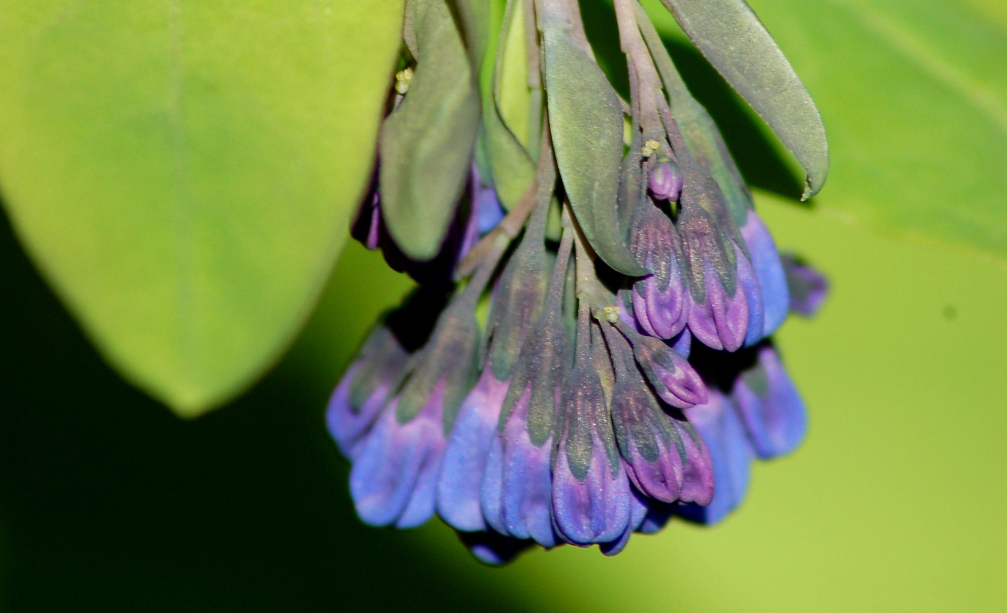 Virginia Bluebells Plant How To Grow And Care For Virginia
