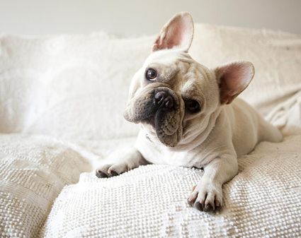 Top 10 Popular Small Dog Breeds