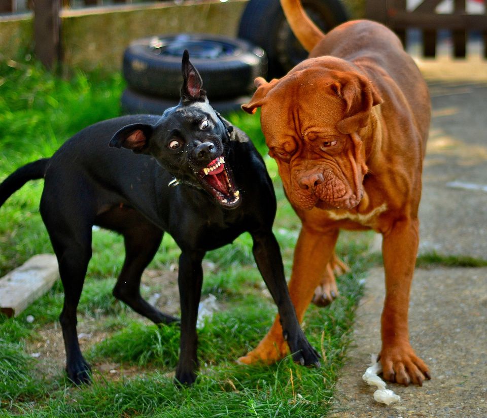 10 Facts About Rabies