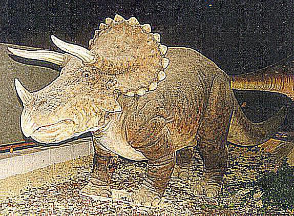 different species of triceratops