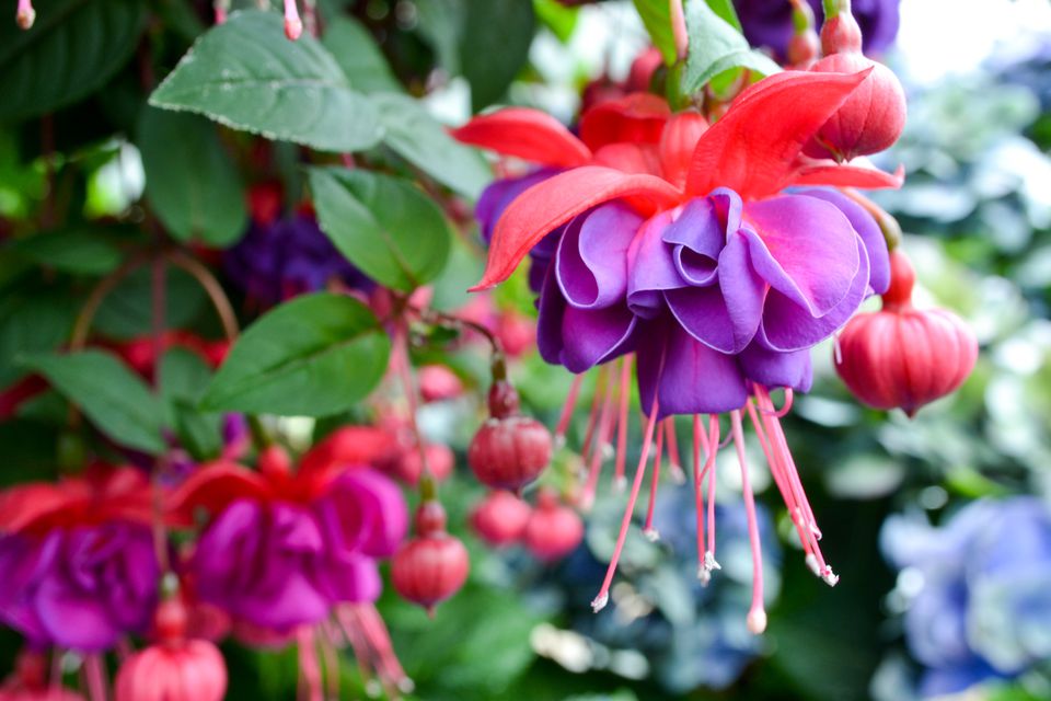 10 Best Flowers to Use in Hanging Baskets