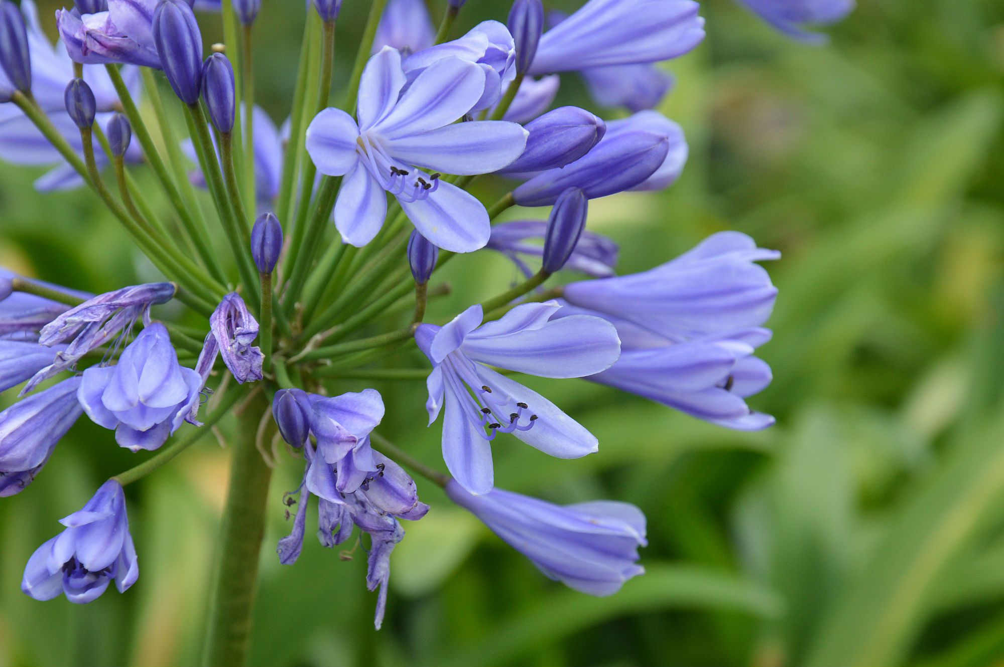 How to Grow Agapanthus Growing African Lilies Inside