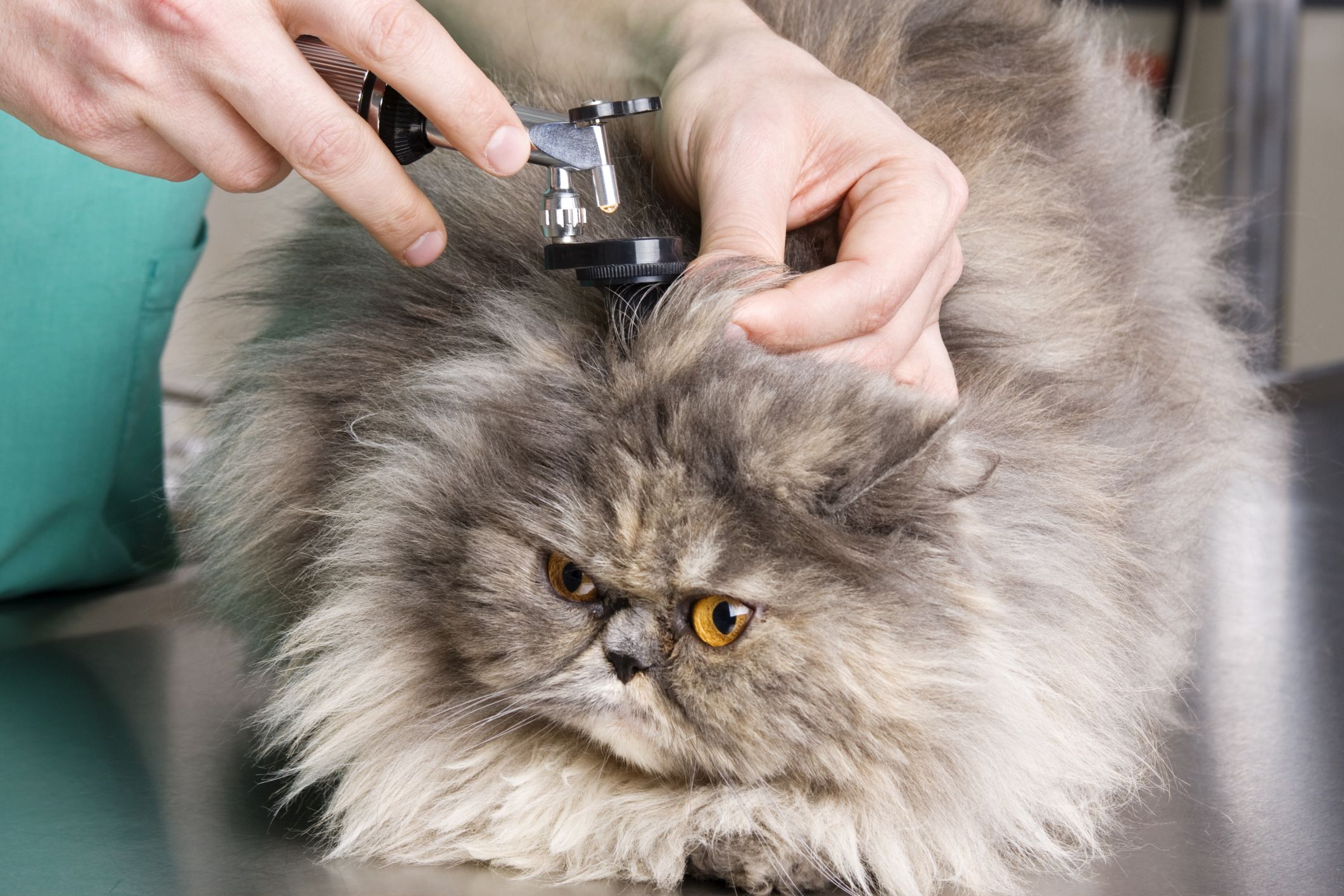 signs-and-diagnosis-of-ear-infections-in-cats