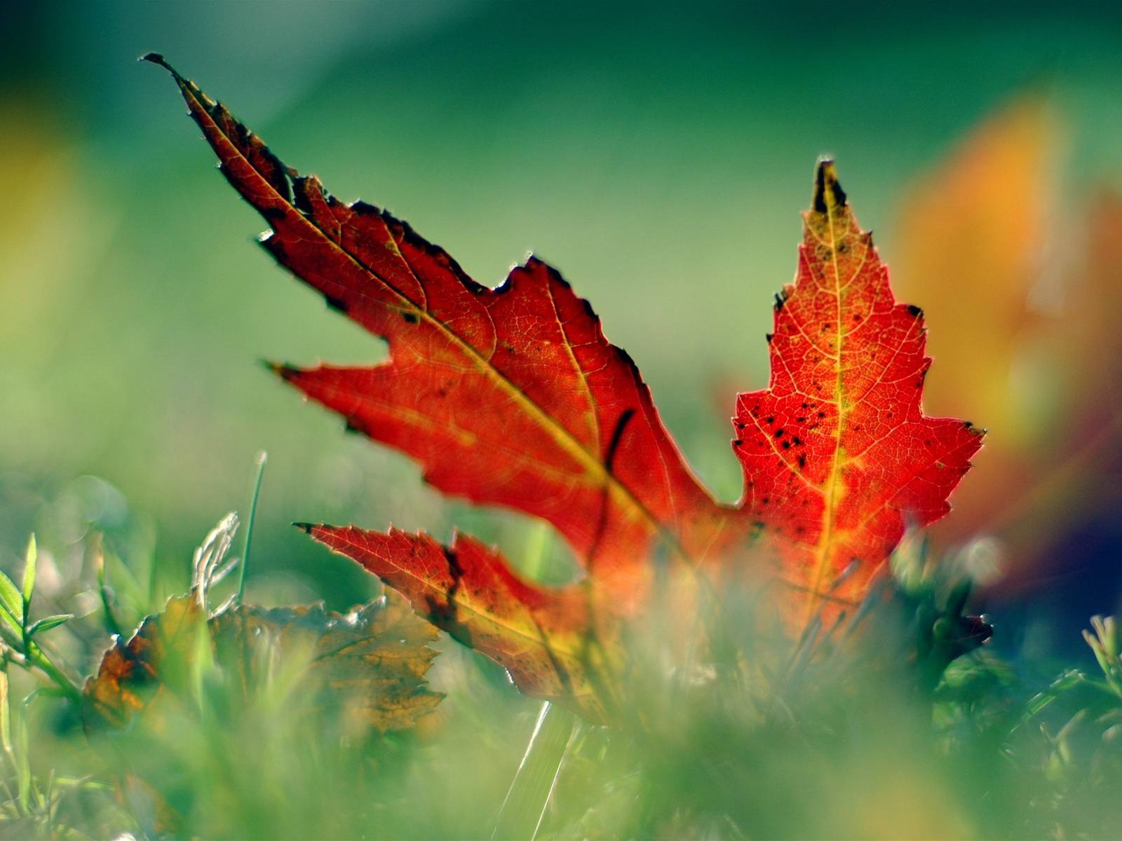 ws red leaf in the grass 1600x1200 57d977f53df78c583397f108