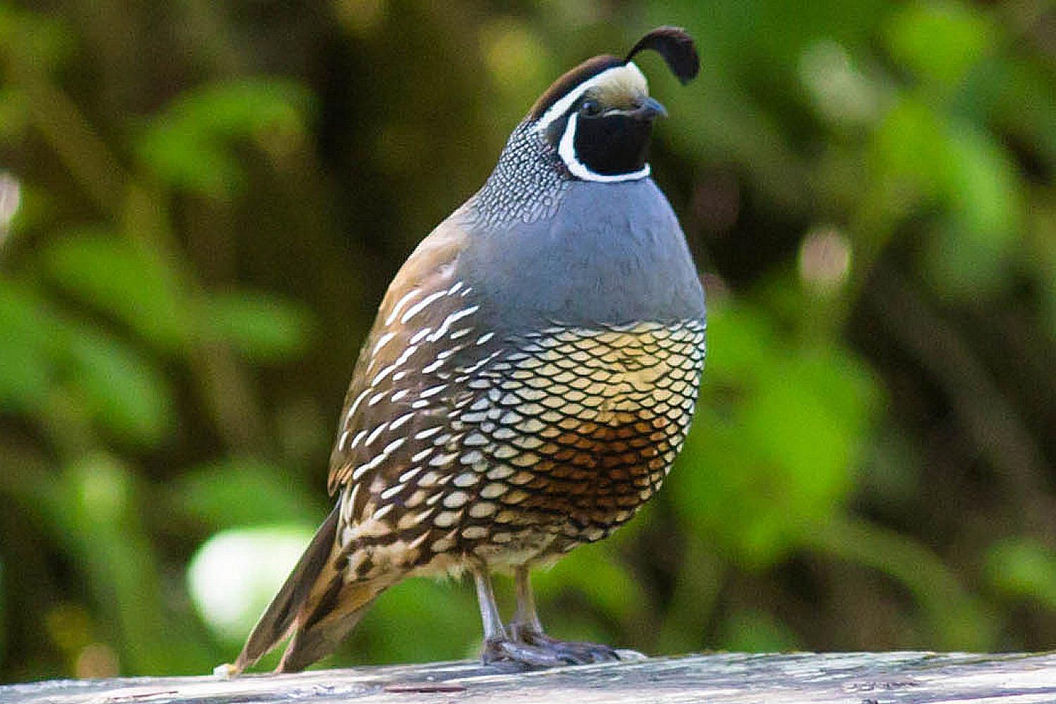 What Do California Quail Eat In The Wild