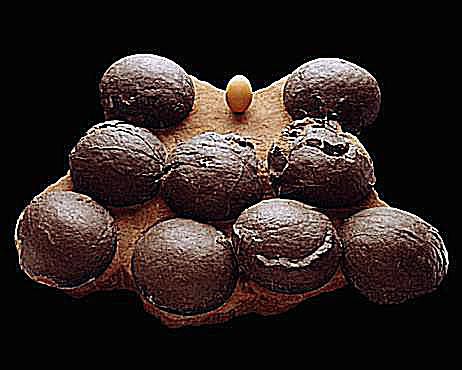 10 Facts About Dinosaur Eggs