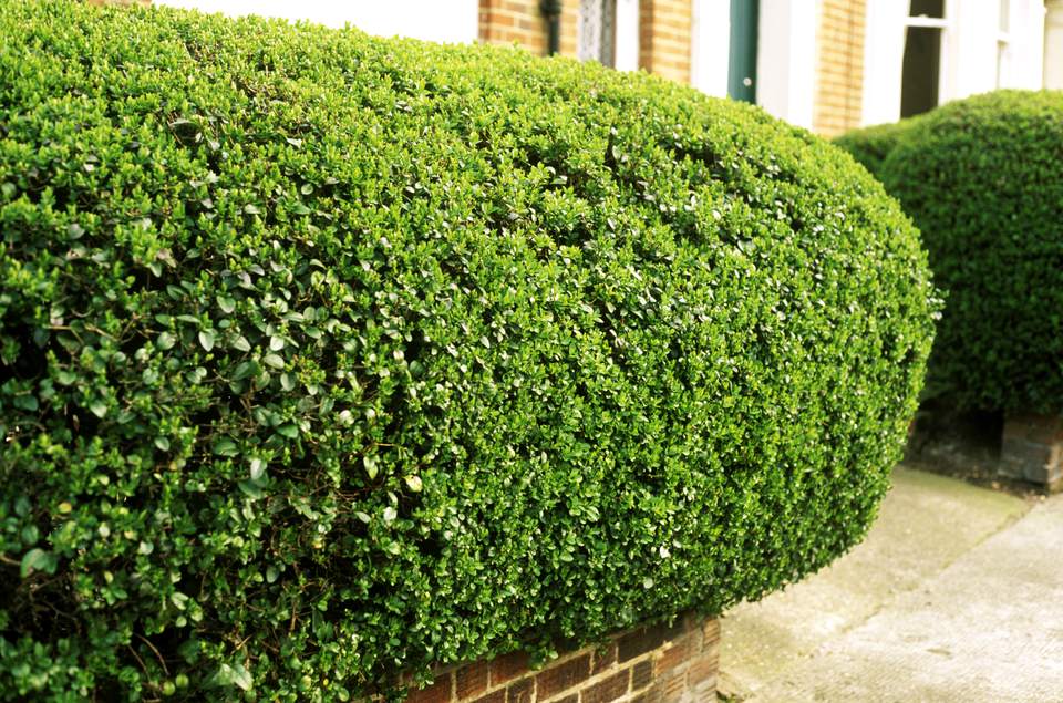 The Best Shrubs and Trees to Make Hedges