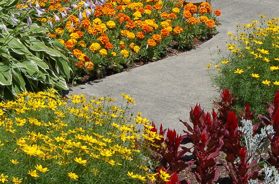 Green perennial border plants Idea