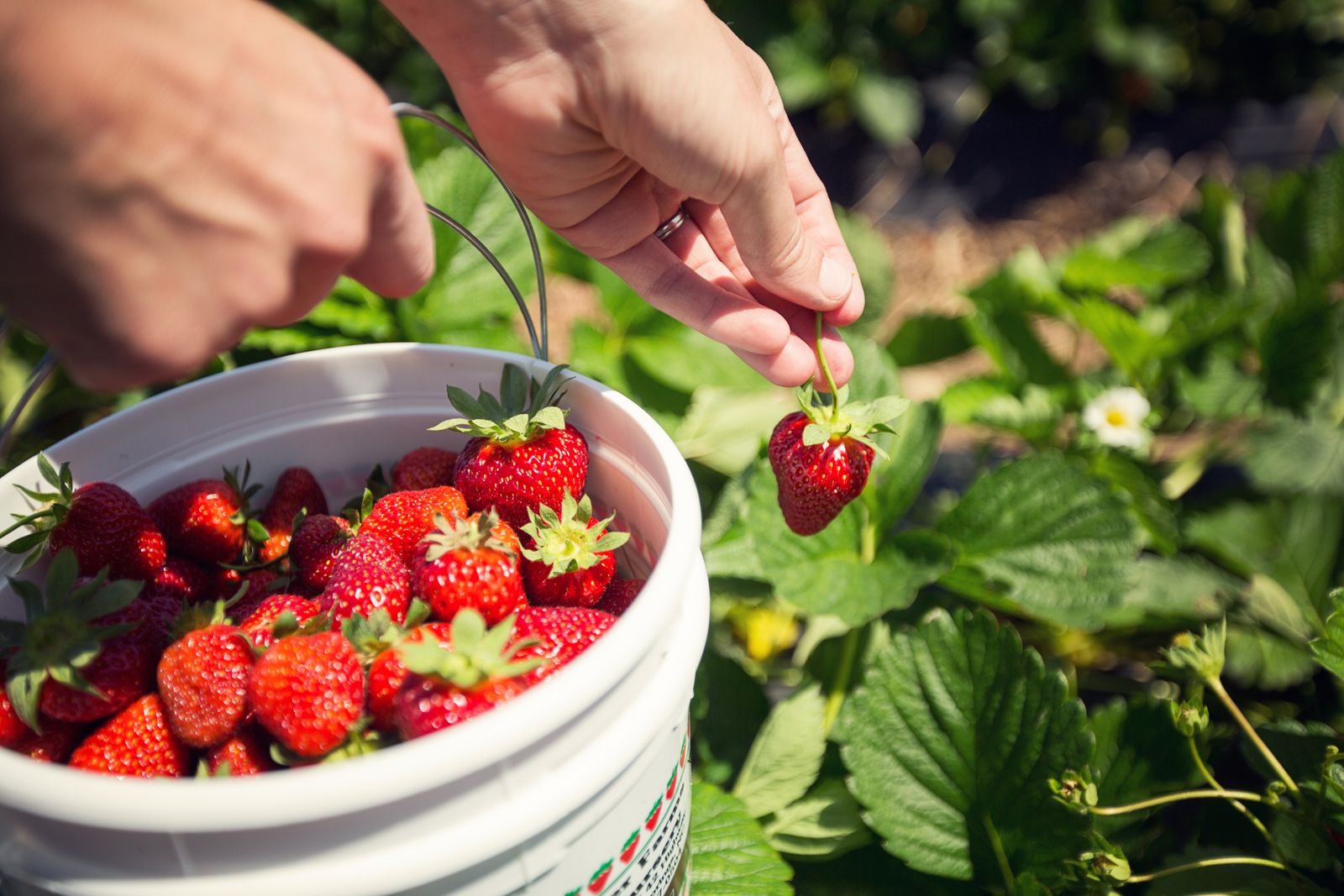 Amazing Direction How To Harvest Strawberries in Your Home Check it Out