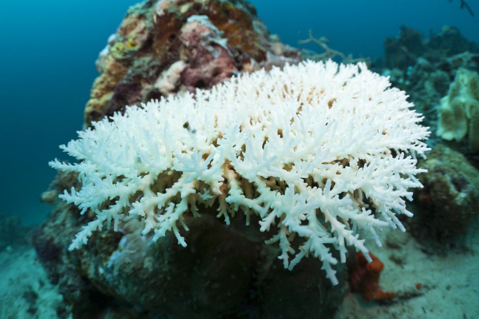 what-is-coral-bleaching-and-why-does-it-occur