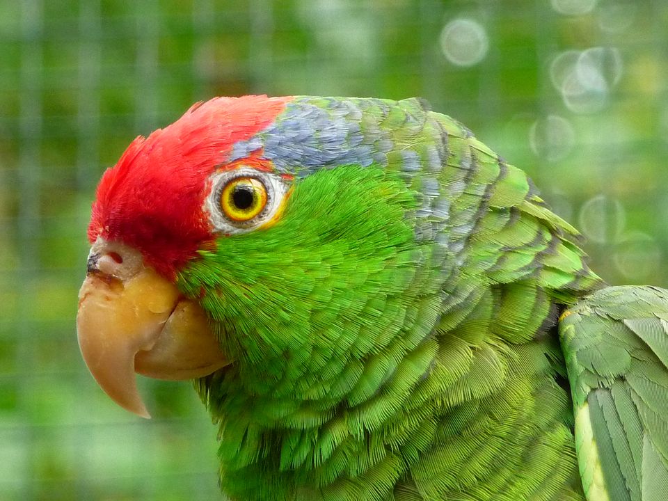 da bird amazon