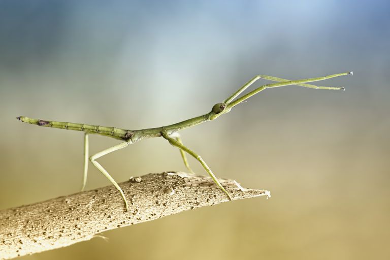 Stick and Leaf Insects, Order Phasmida