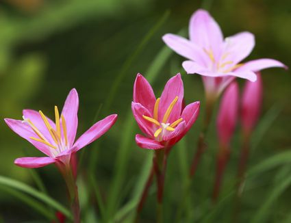 The Best Fragrant Flowers to Grow in Your Garden