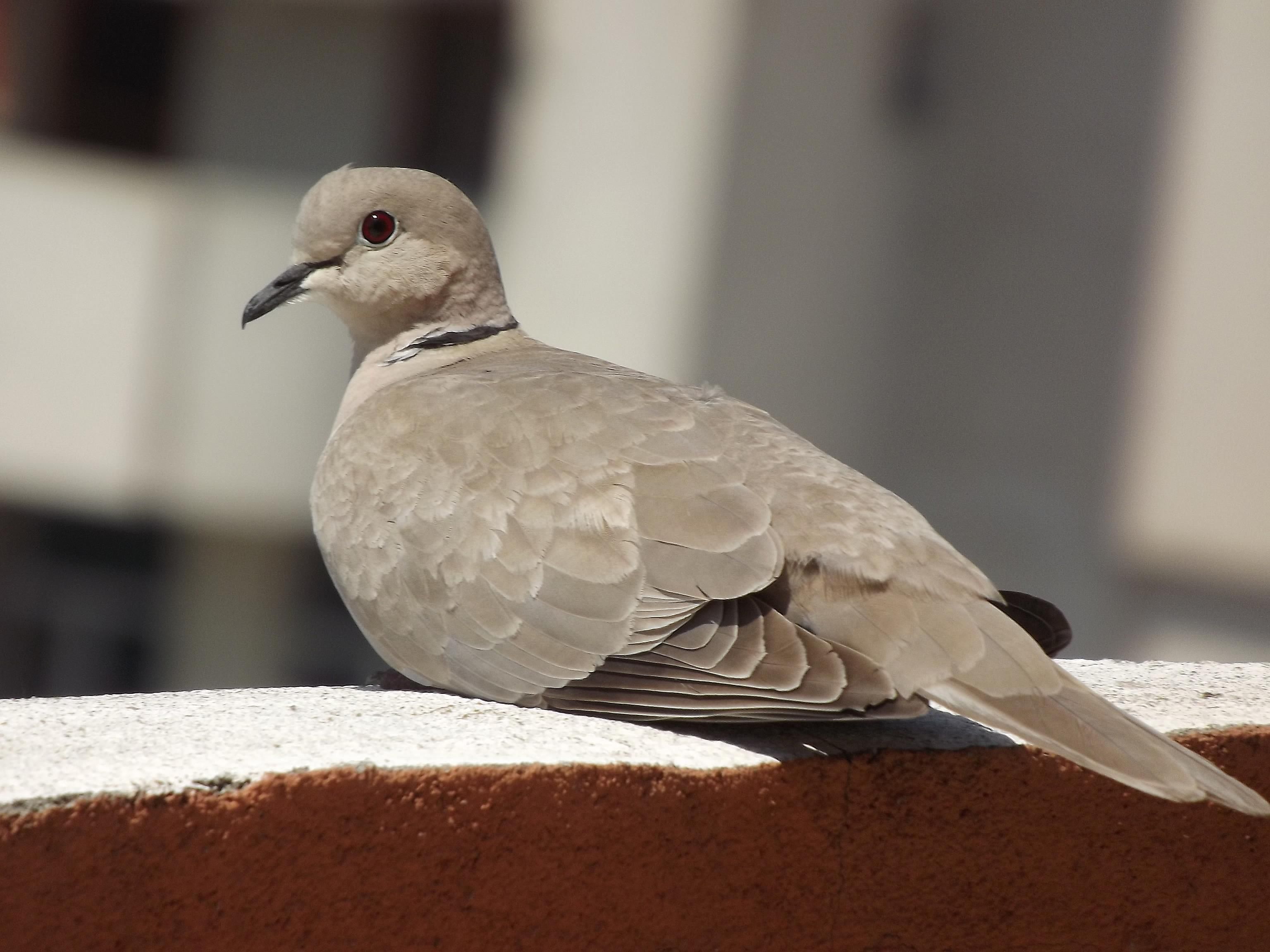 What Does It Mean When A Dove Visits You