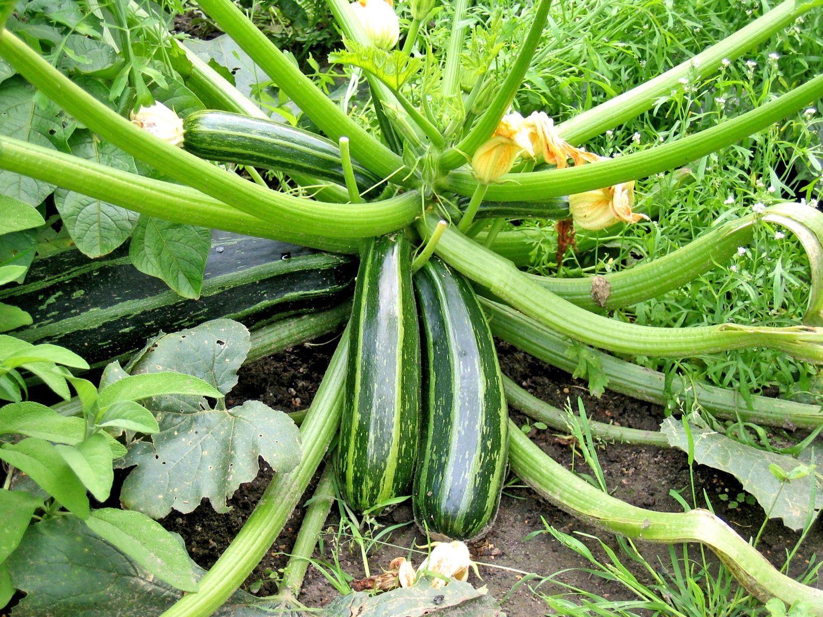 5 Tips for Growing Great Zucchini