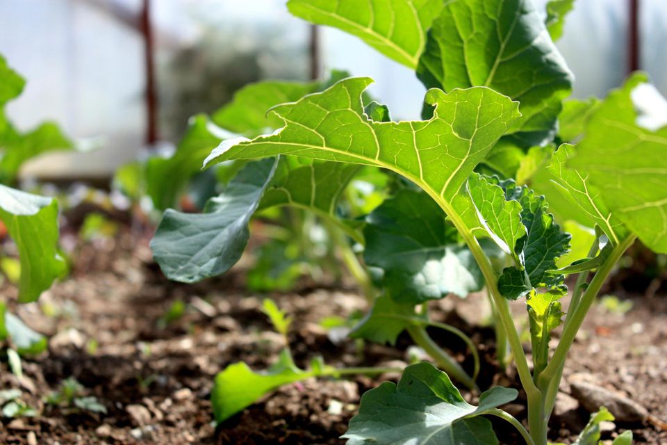 What Are Some Companion Plants for Broccoli in the